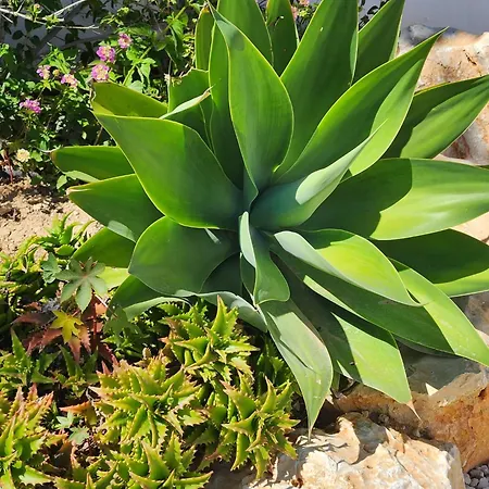 Villa Casa Monzonea Javea