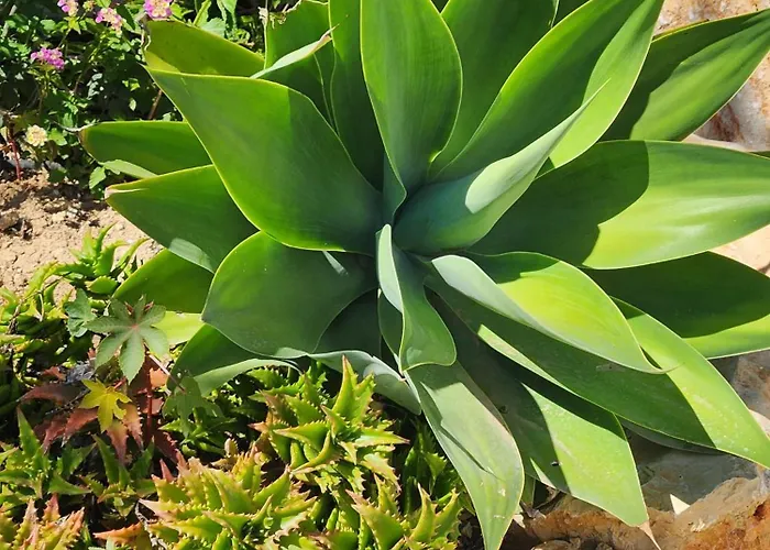 Вилла Casa Monzonea Хавеа